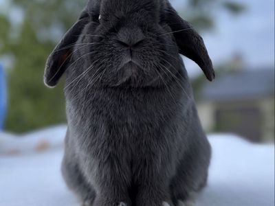 Holland Lop Buck