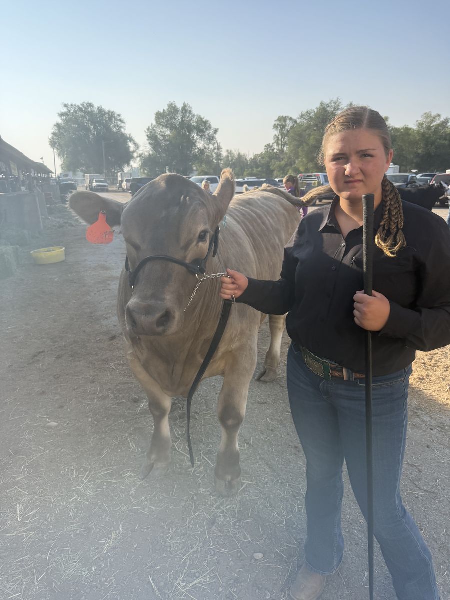 Top Quality Beef-4H Steers
