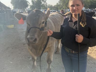 Top Quality Beef-4H Steers