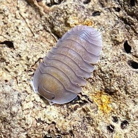 Soil isopods