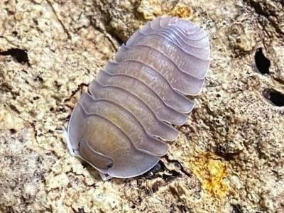 Soil isopods