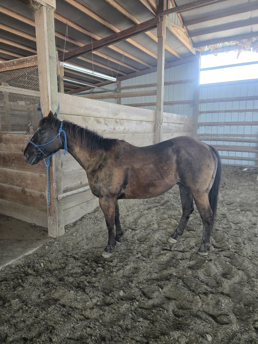Ranch Horse for Sale