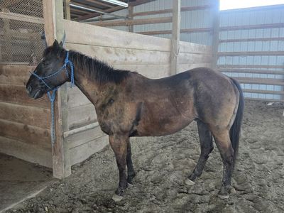 Ranch Horse for Sale
