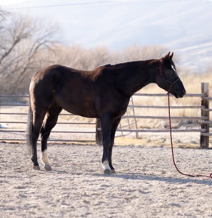 Gorgeous bay AQHA 7 year old gelding