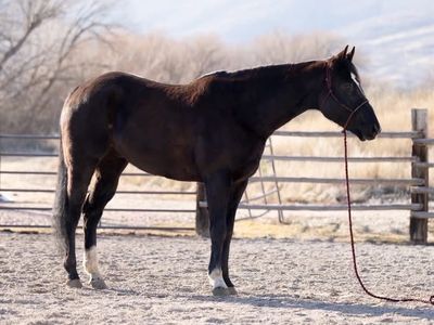 Gorgeous bay AQHA 7 year old gelding