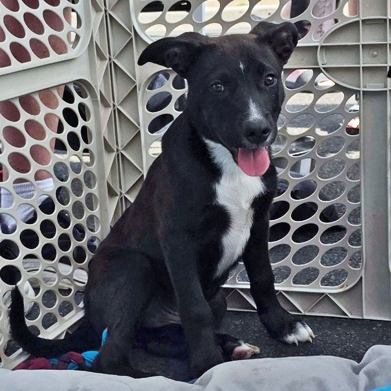 German Shepherd Mix available for adoption!