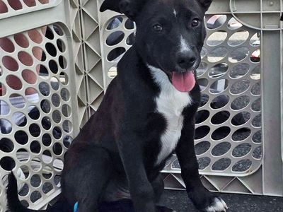 German Shepherd Mix available for adoption!