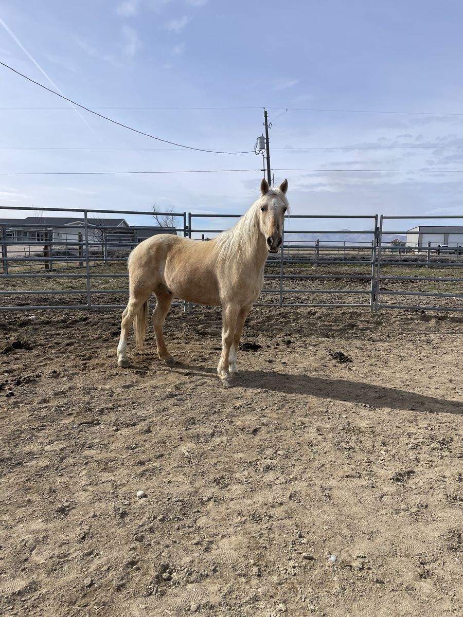 3 Yo Gelding