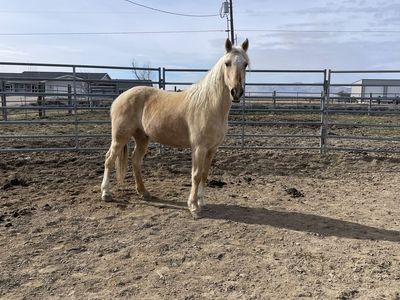 3 Yo Gelding
