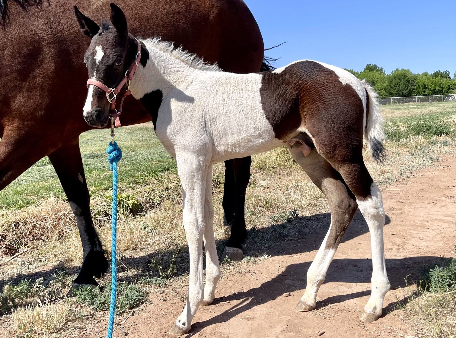 HZ Curly Fox Trotter Stud Colt / Foxtrotter