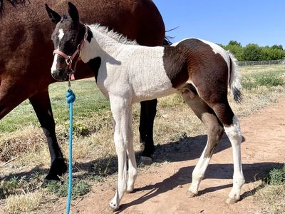 HZ Curly Fox Trotter Stud Colt / Foxtrotter