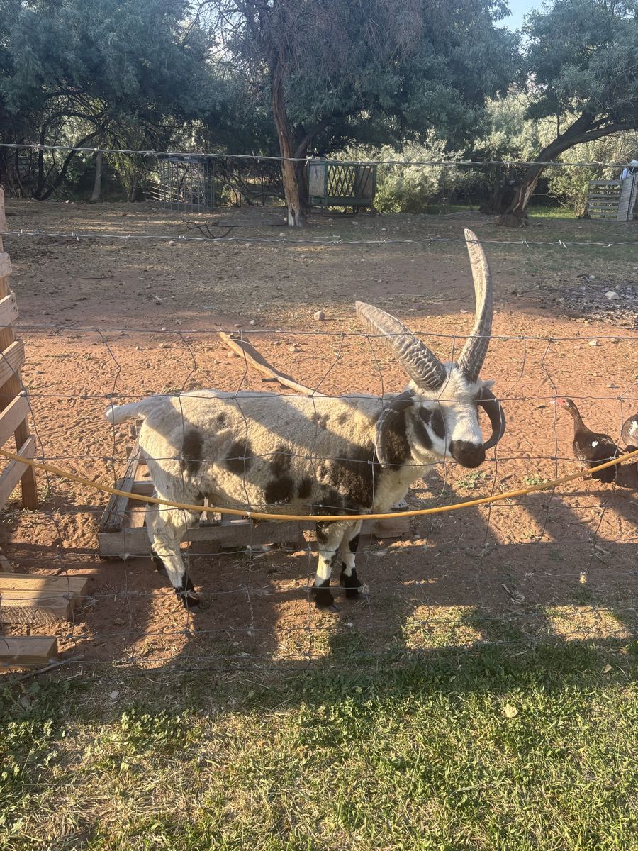 Ram