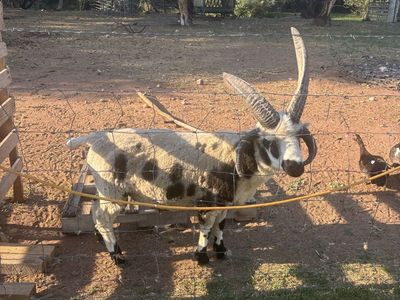 Ram