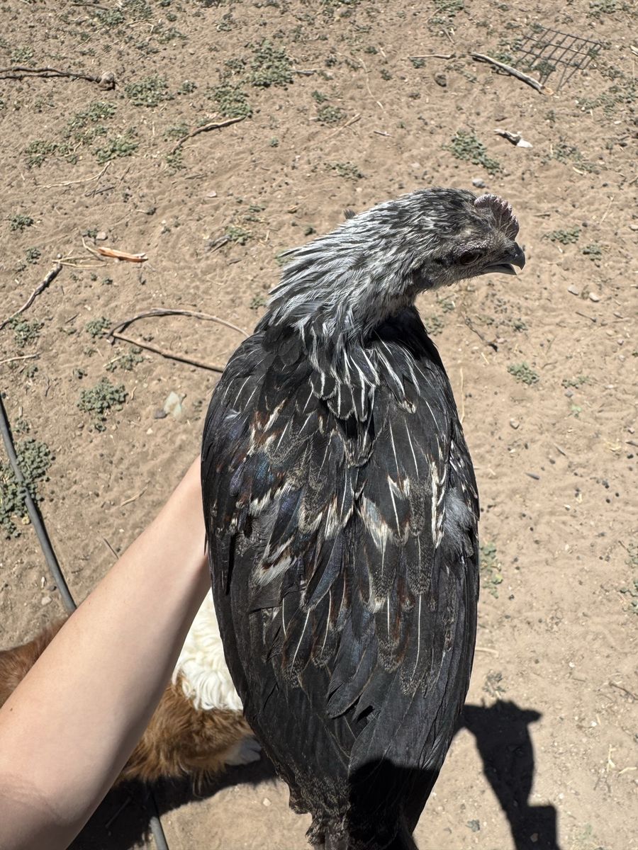 Vietnamese Hmong Chickens