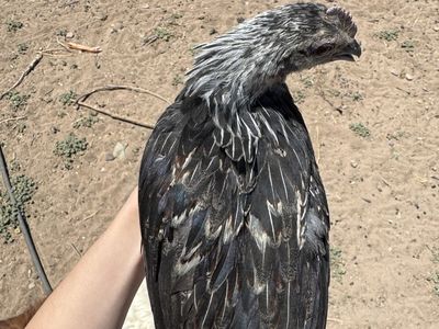 Vietnamese Hmong Chickens