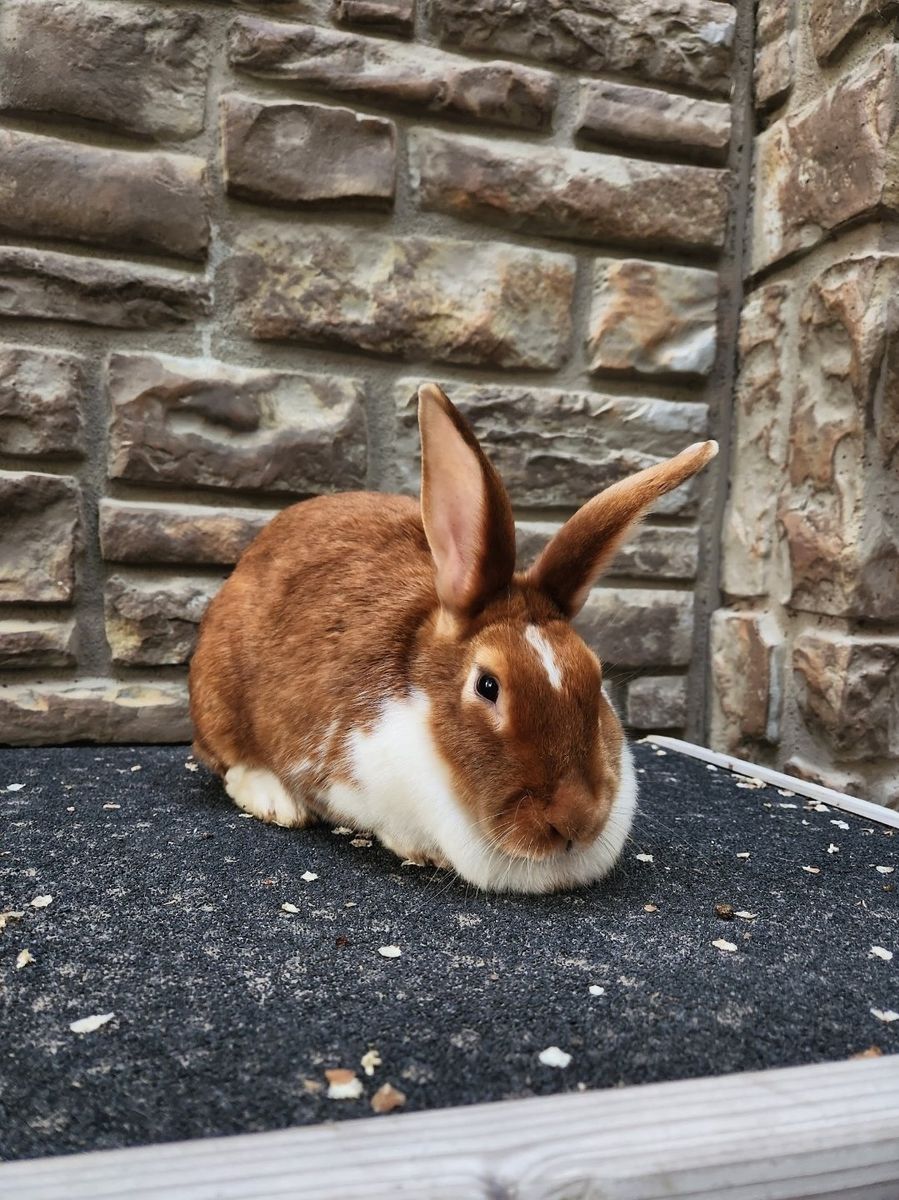 Rex Mix Doe – Sweet & Ready for a New Home