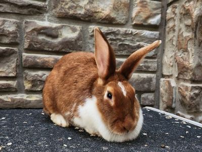 Rex Mix Doe – Sweet & Ready for a New Home