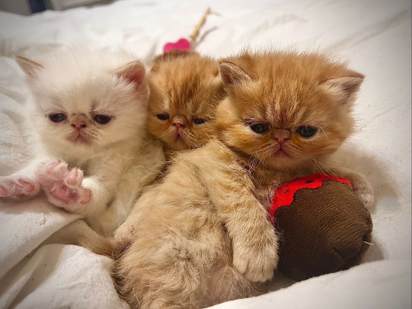 !!! PUREBRED EXOTIC SHORTHAIR (Persian) KITTENS !!!