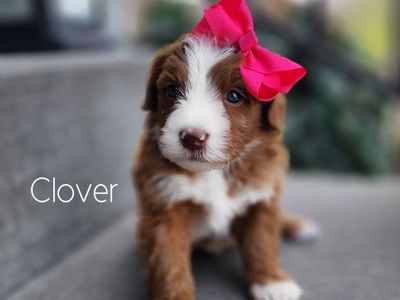 Micro Mini Bernedoodle Female