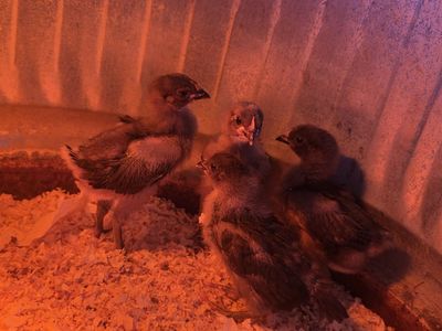 Sapphire Olive Egger chicks