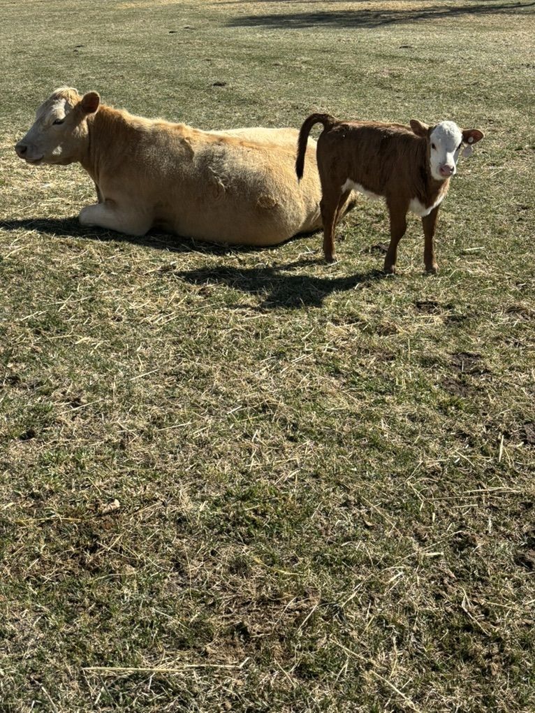 Cow Calf pair