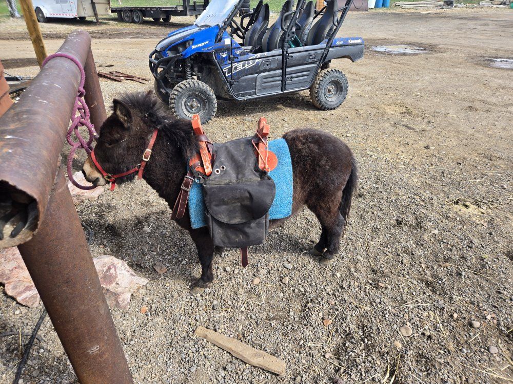 beer donkey/ beverage burro