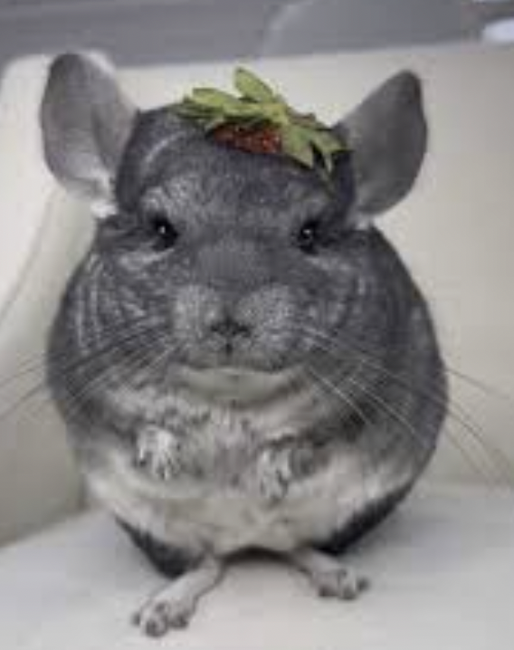Gandalf the Grey Chinchilla- FREE TO GOOD HOME