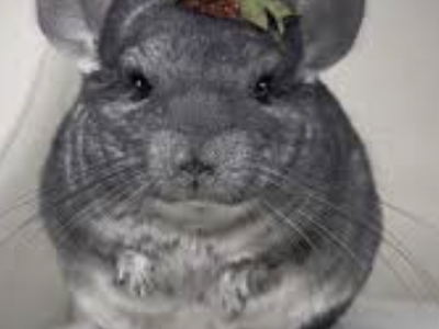Gandalf the Grey Chinchilla- FREE TO GOOD HOME
