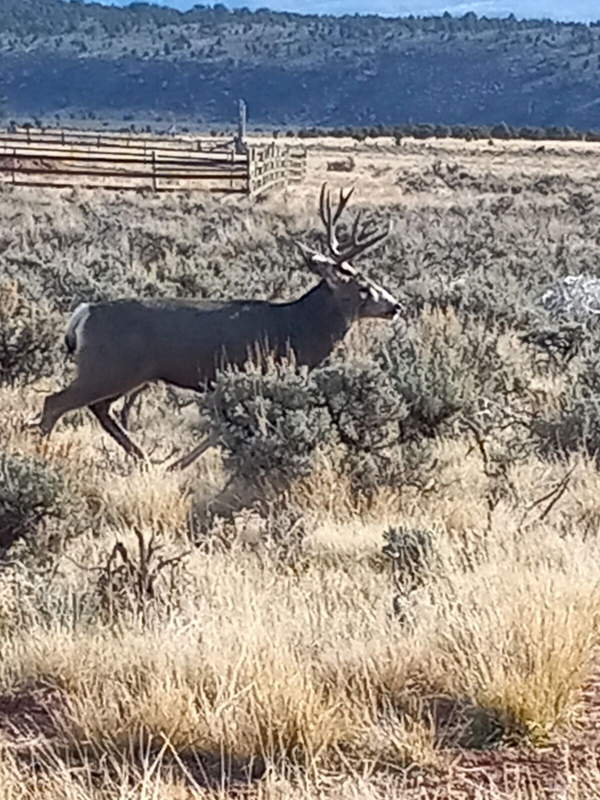 WE HAVE WANT YOU WANT