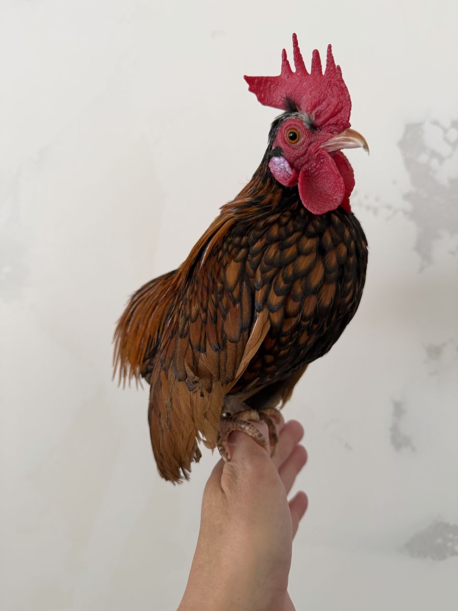 Kikiriki Bolo Rooster