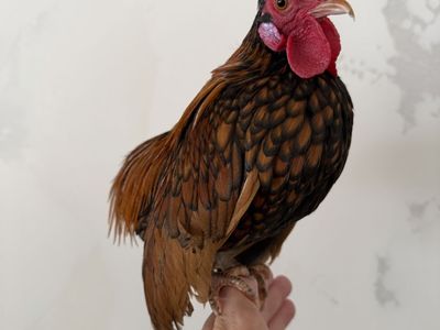 Kikiriki Bolo Rooster