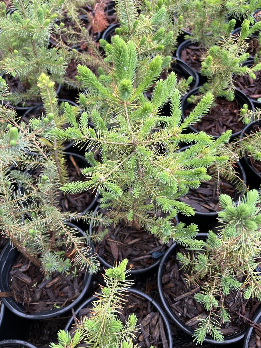 White spruce trees in 1 gal pots
