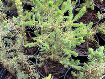 White spruce trees in 1 gal pots