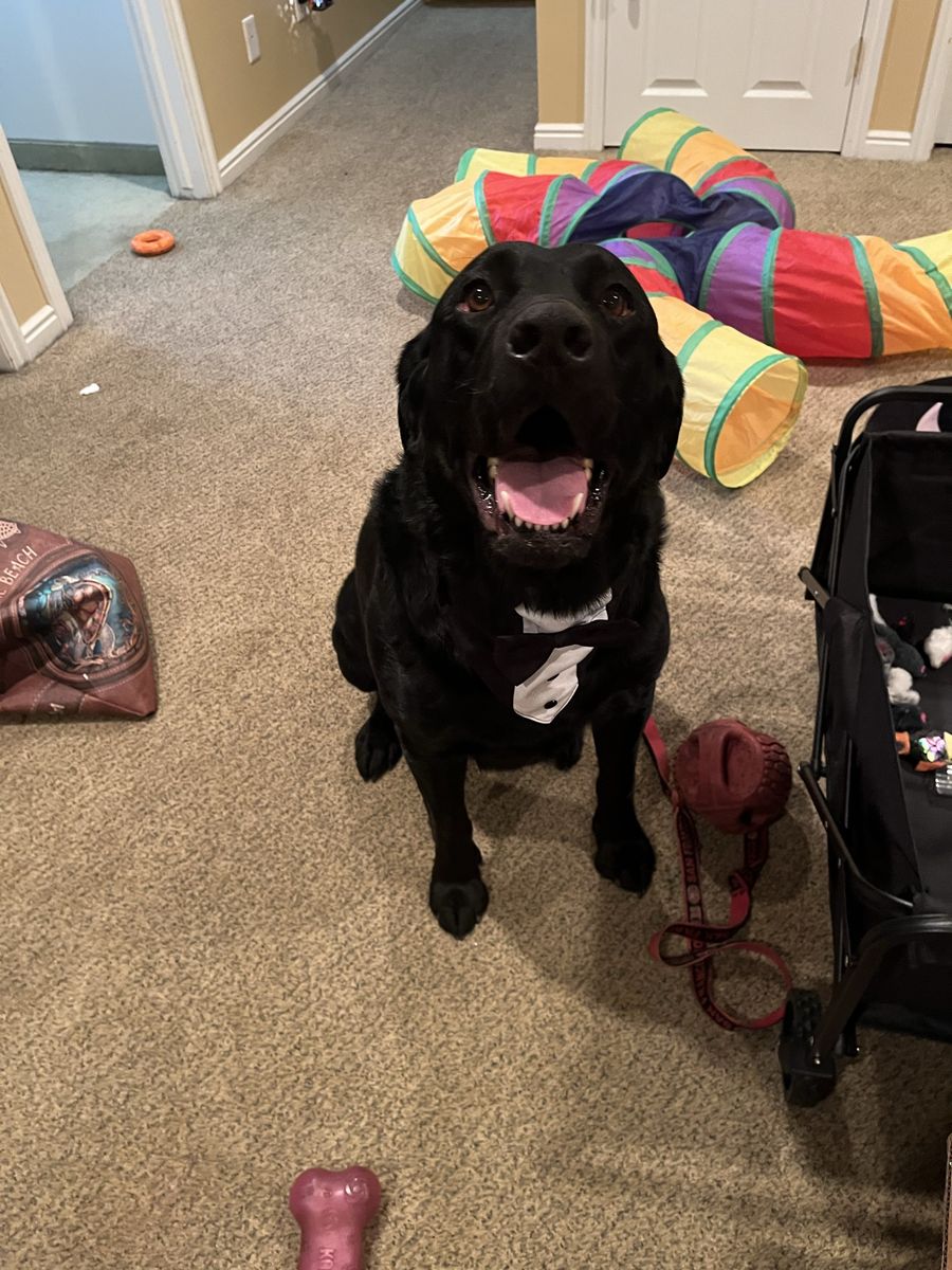 Tucker cute doggie ️