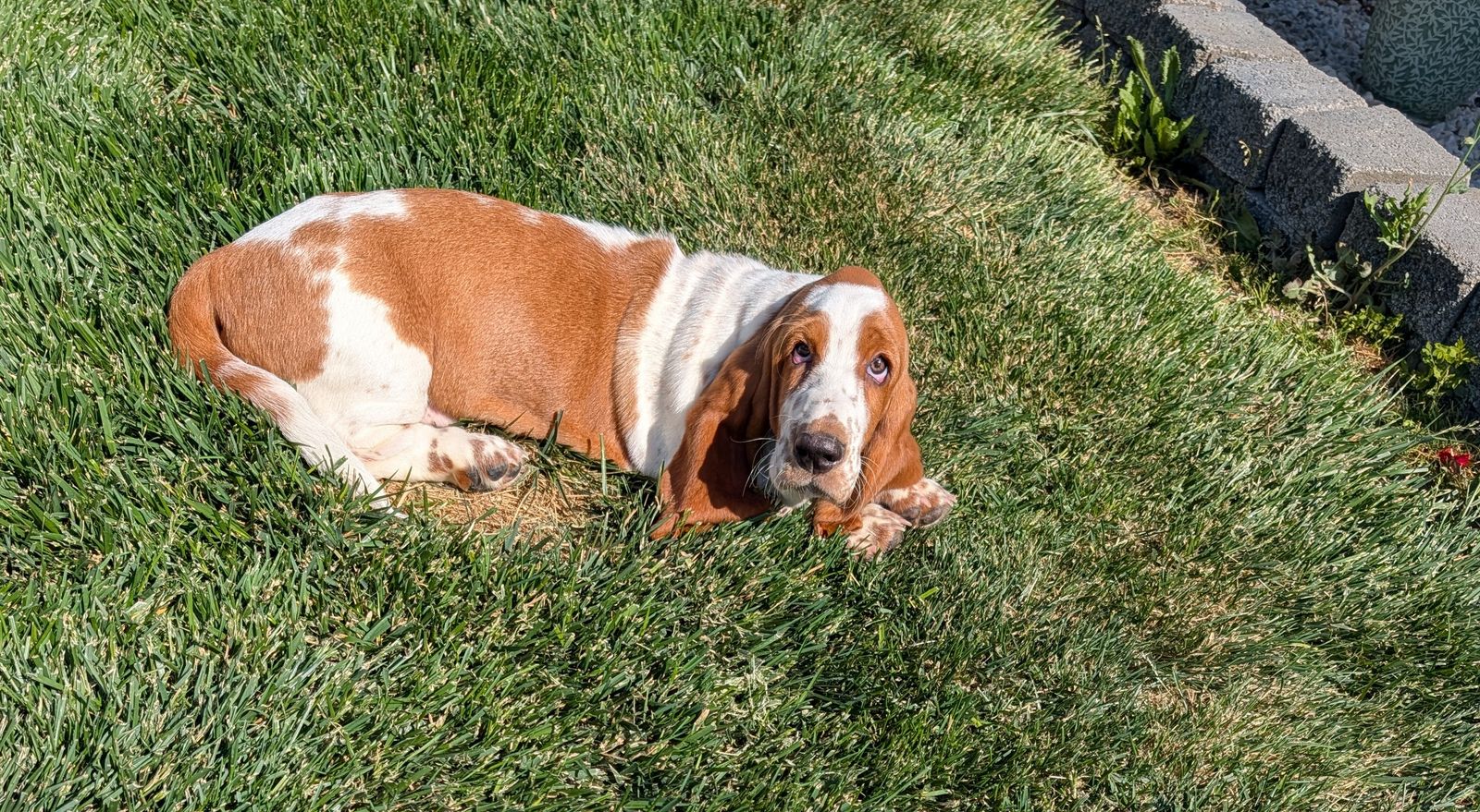 Euro Basset hound puppies