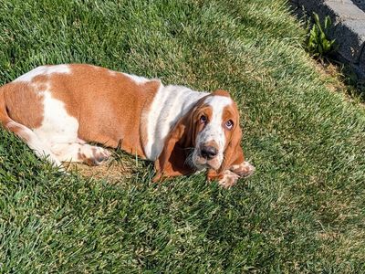 Euro Basset hound puppies