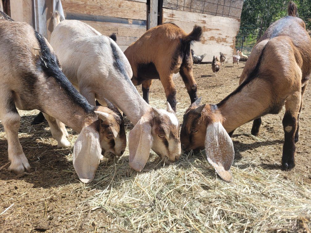 Baby Full Size Goats 