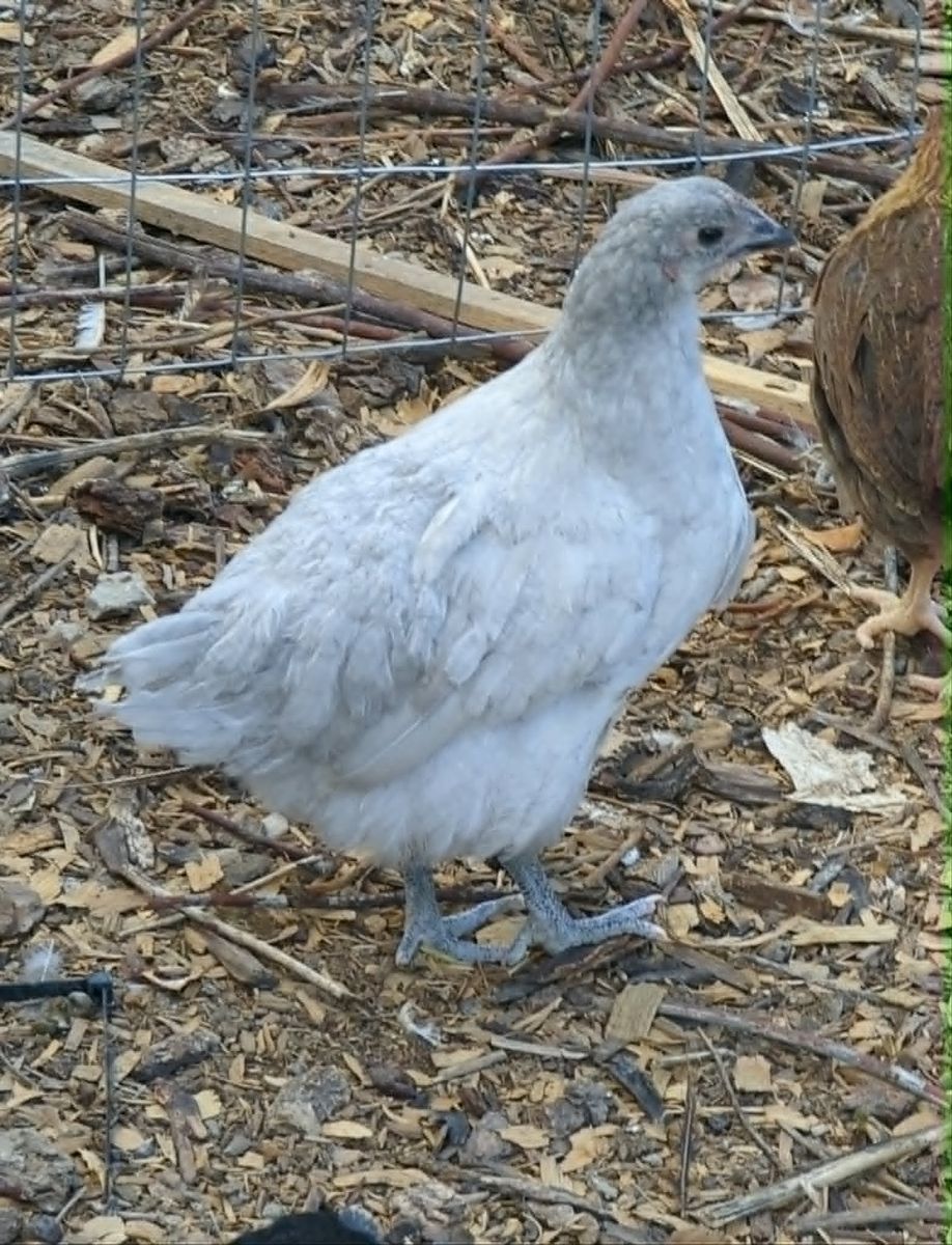 Coop Ready Lavender Orpington Pullets