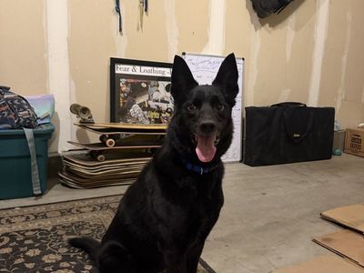 Looking for owner
