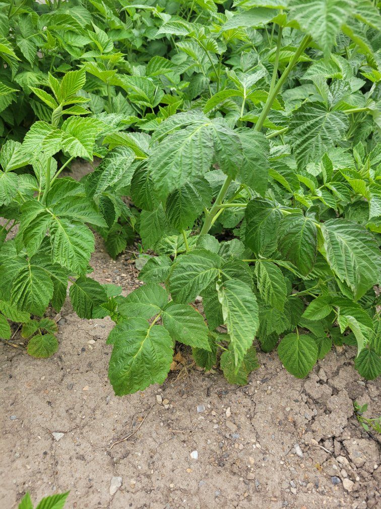 Thornless red raspberry plants
