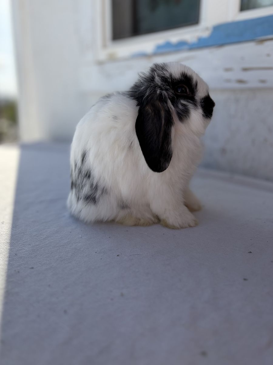 Holland Lop Buck