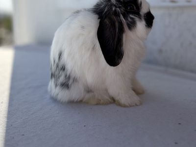 Holland Lop Buck