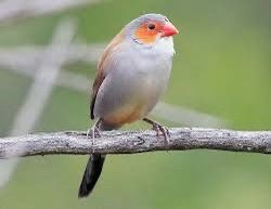 Tiny Orange-Cheeked Waxbills - Melodious and Active Finches (4 Pairs Available)