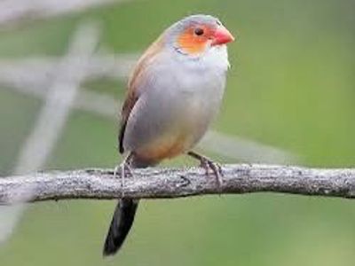 Tiny Orange-Cheeked Waxbills - Melodious and Active Finches (4 Pairs Available)