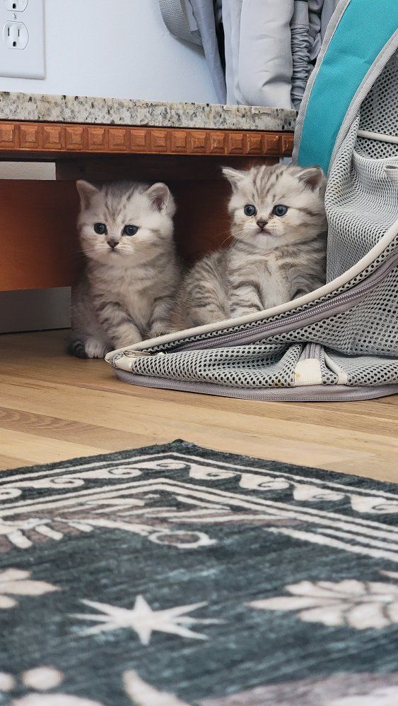 Scottish straight kittens