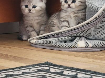 Scottish straight kittens