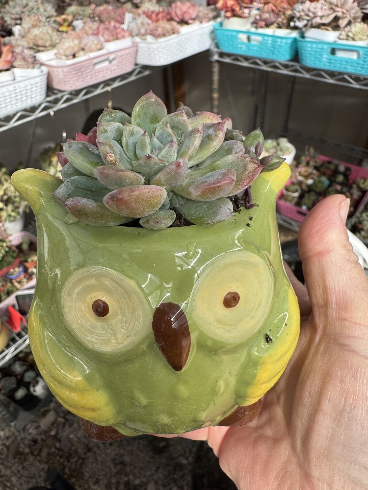 Real succulents in owl planter