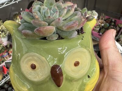 Real succulents in owl planter