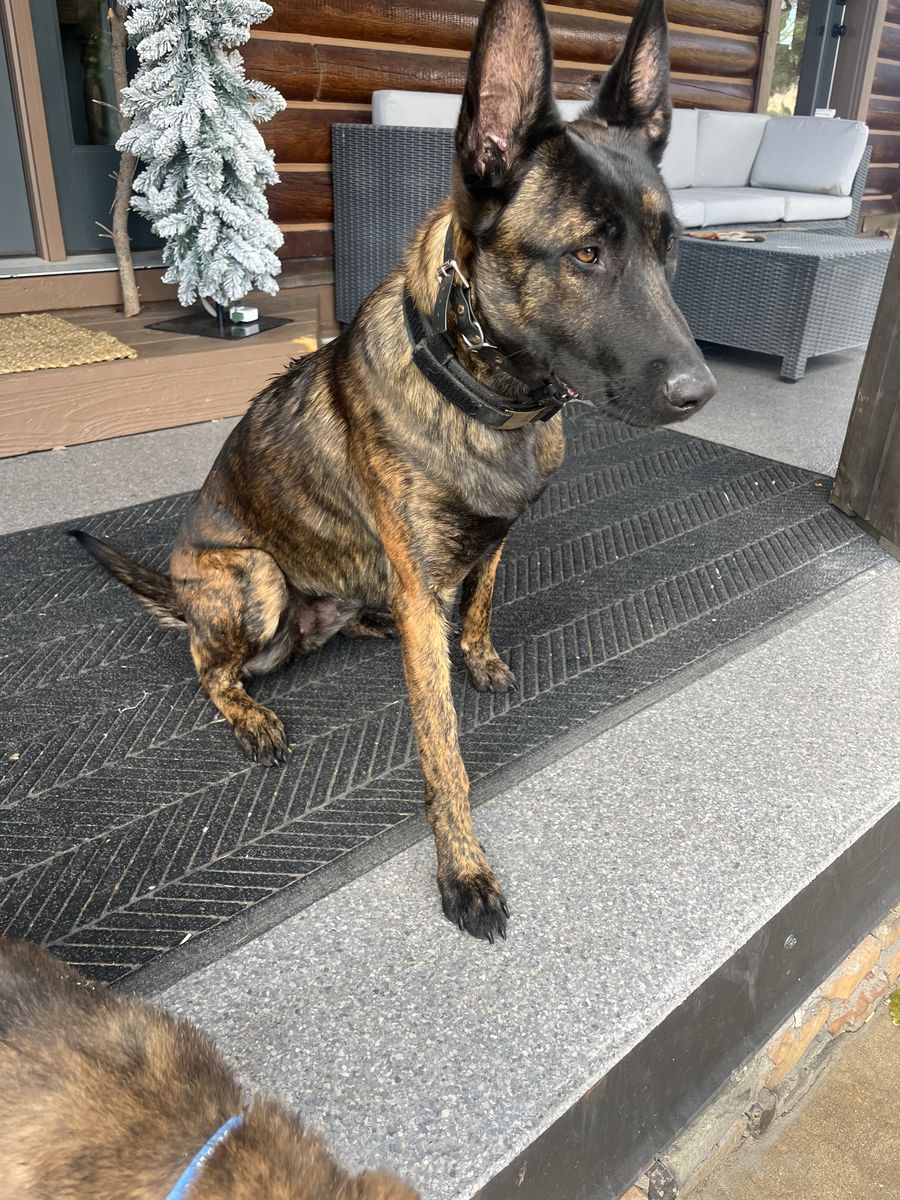 Dutch Shepherd Puppies (expected end Of April)