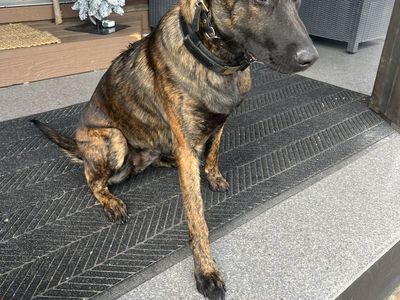 Dutch Shepherd Puppies (expected end Of April)